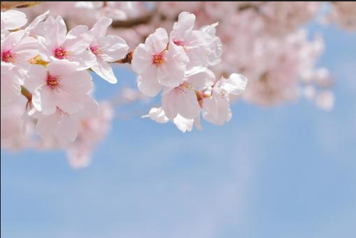 春眠桜
